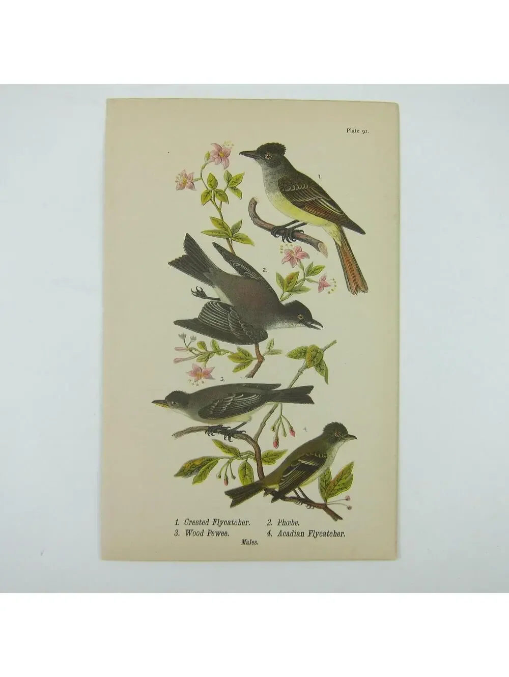 Bird Lithograph Print Crested Flycatcher Phoebe Wood Pewee Acadian Antique 1890